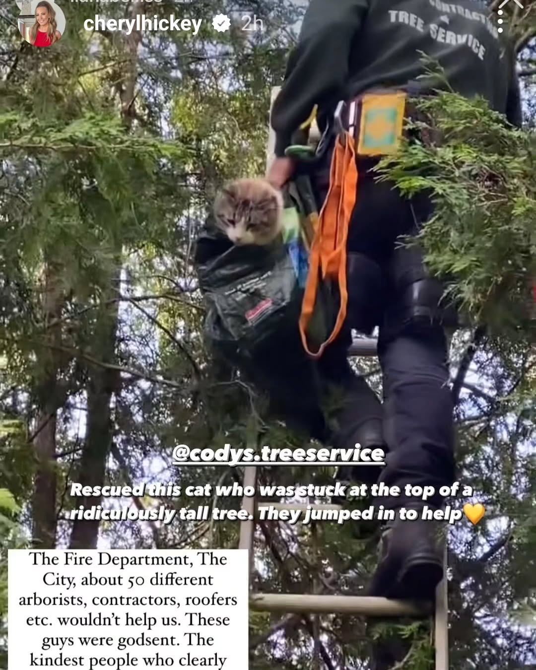 We had the pleasure of rescuing this super friendly cat Otis from a very tall Cedar Tree today! We had a busy day ahead of us but when I got the call from the owner bright and early I knew she was very worried and the kitty needed help! Having a crew of animal lovers, we knew we had to jump into action. Moving some jobs around and working a little later into the day was all worth it when we saw how happy the kitty and owner were to be reunited! 🐈 😺
It's not always about tree work in this industry, we can add animal rescue to the list too!