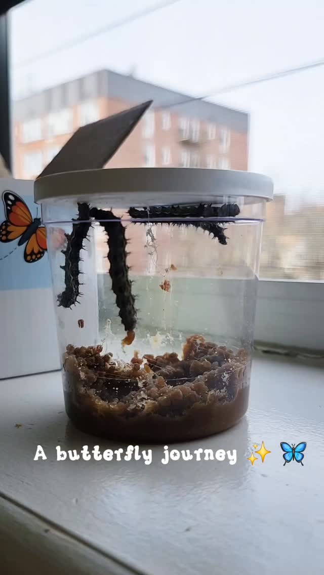 From tiny caterpillars to beautiful butterflies 🐛🦋 Growth is a process that takes time, patience, consistency, and the right support…