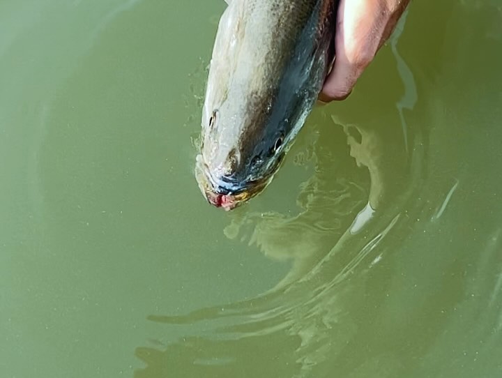 Don’t miss out on some of the best fishing of the year! The inshore waters and the ocean is alive for the season. I am available with 2 different specialized boats for inshore/nearshore/offshore. Catching some really nice size sheepshead, big sea trout, sharks, big reds (bull reds too!)😎 I have some hats available too, shipping some out next day off!
www.AvidAngling.com