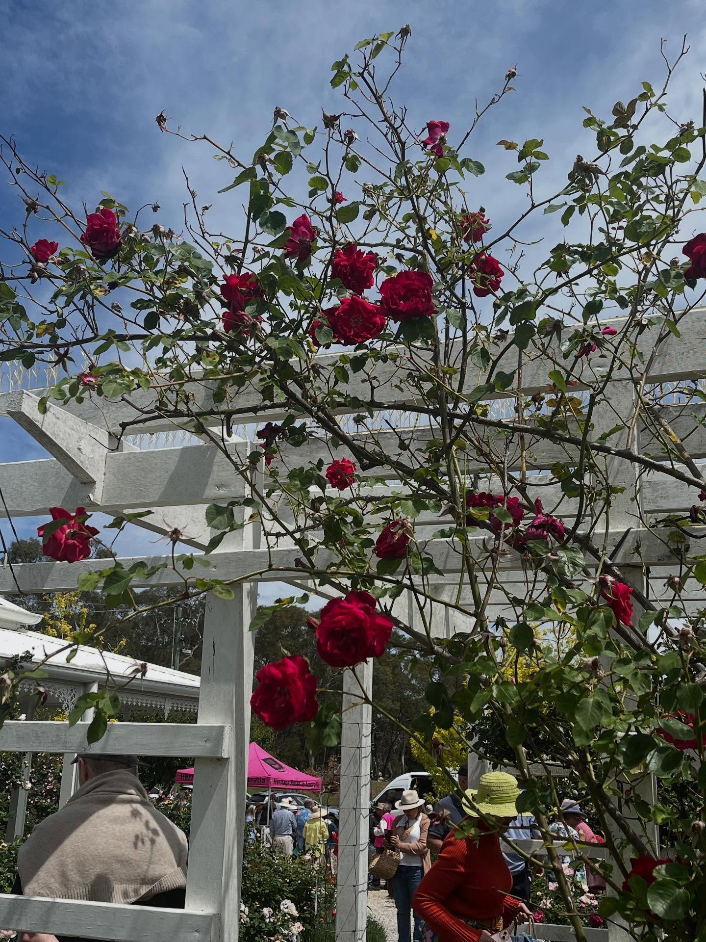 Rambling around Bundanoon on a beautiful spring day @bundanoongardenramble Glorious and inspiring!
#gardens #southernhighlandsnsw #bundanoon