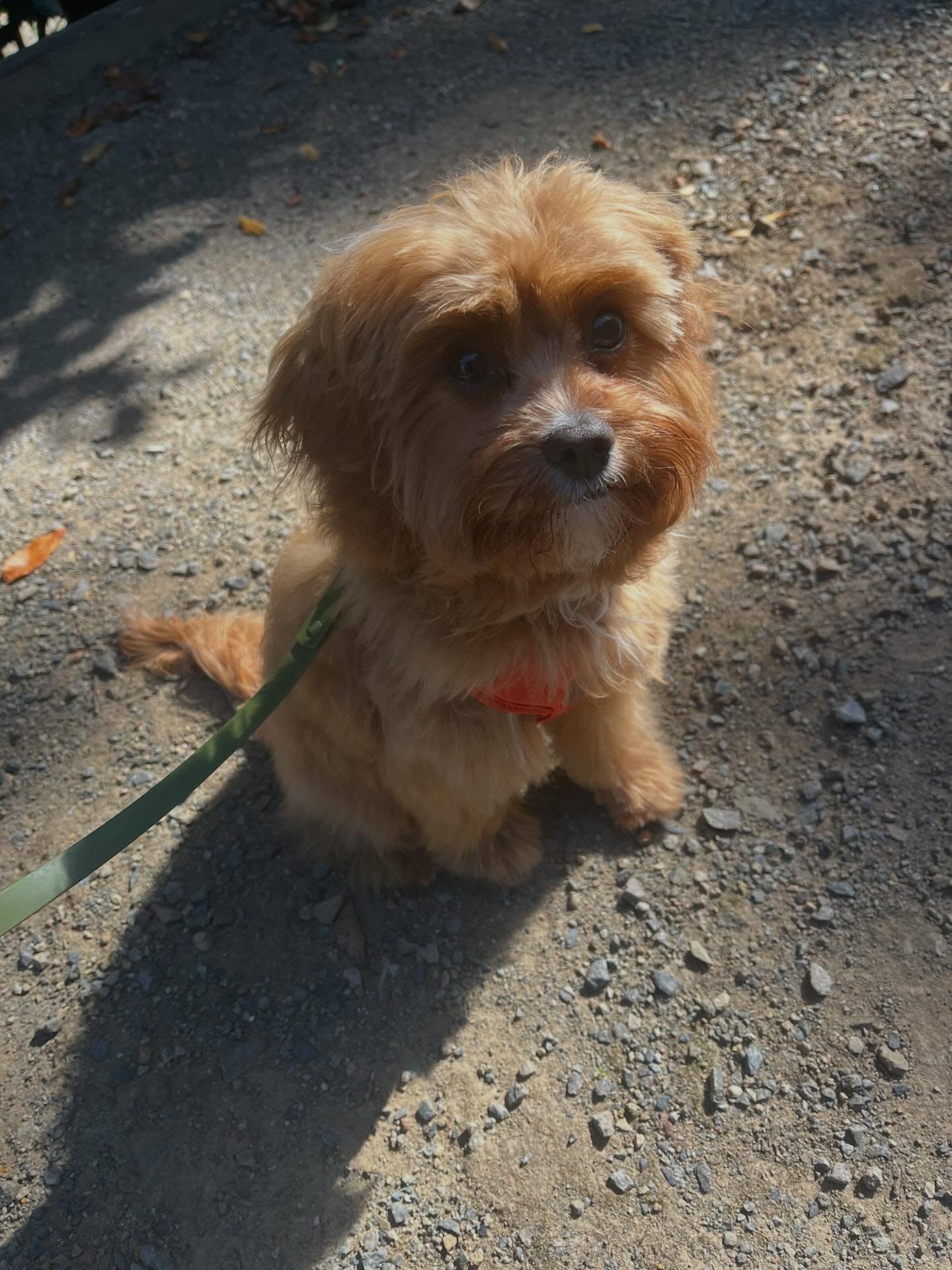 Almost six months’ old … first trim today … off on her first road trip tomorrow. Life with Coco’s humans is fun (if challenging when made to wear an Elizabethan collar) and filled with opportunities to do mischief. 🐾🐾#puppies #cavoodles @montysmoodles