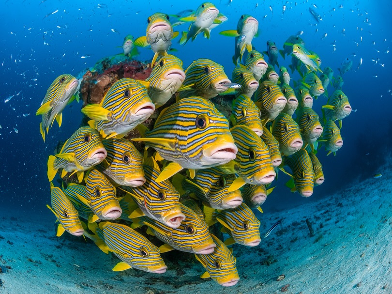 Hooray! Finally made my keepers selection from my March Raja trip. It is always a slow process because I set myself the task of doing all the IDs before allowing myself the fun of processing! Note to self - stop diving in the heart of marine biodiversity and do more single species shoots! There are about 100 shots from this trip on my website already. Here are a few new ones I processed out this morning.