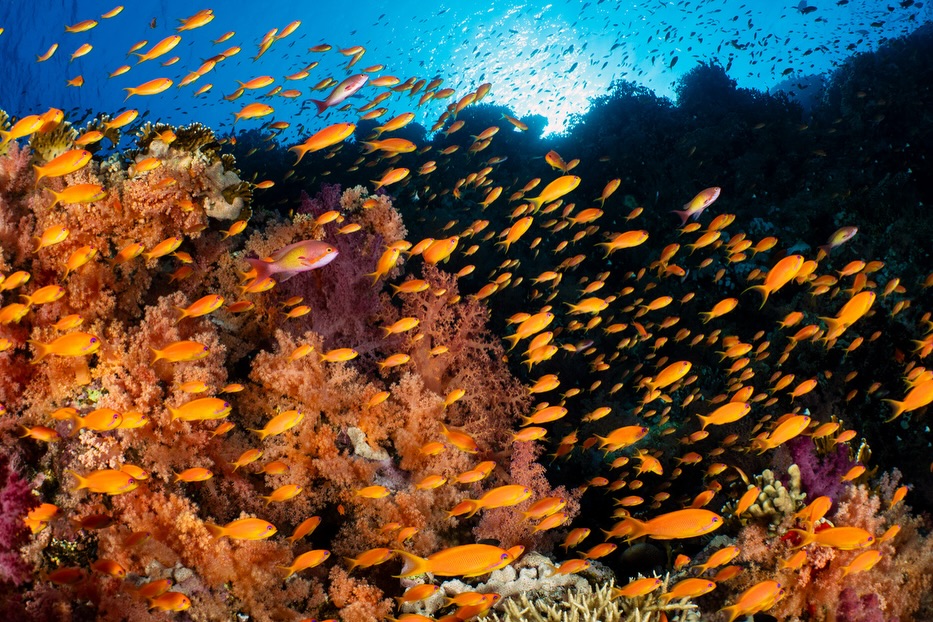 How ever many times I see the bright beauty of Red Sea reefs, it never dims. Such a stunning expression of wild nature here on Egypt’s coral reefs. My lenses are enjoying a treat this week!