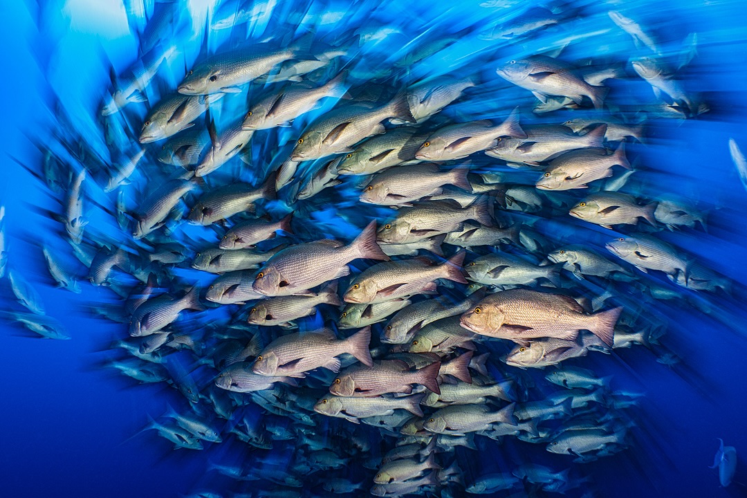 It was wonderful to find Ras Mohammed packed with a great spawning aggregation of snappers. The Egyptian Government deserve a lot of credit for helping keeping these very long lived fish (many more than 50 years old) safe from fishing.
This shot is with the new Sony A7RVI camera in the new Nauticam housing. The swirl effect is created by simultaneously rotating the camera, while zooming the lens during a long exposure. The FCP lens is especially good for this because of its very large zoom lens. @nauticamhousings @retra_uwt @oceantribefleet