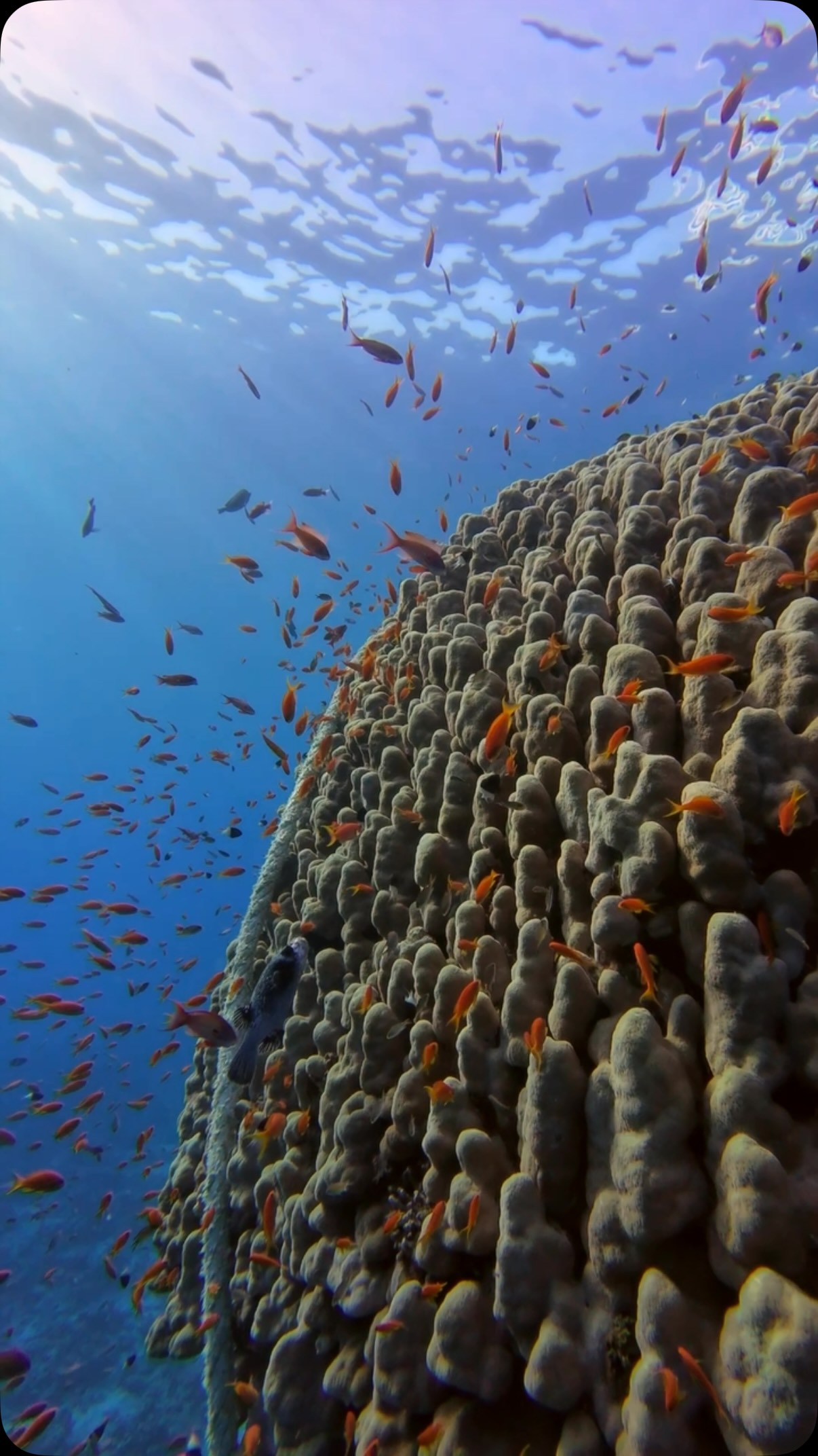 I understand that boats need to moor in the Red Sea, but was very sad to find one tied to one of my favourite coral bommies, a spot that is almost entirely covered in living coral. Most of the boats are careful, so this was sad to see. Hopefully the coral wasn’t harmed.